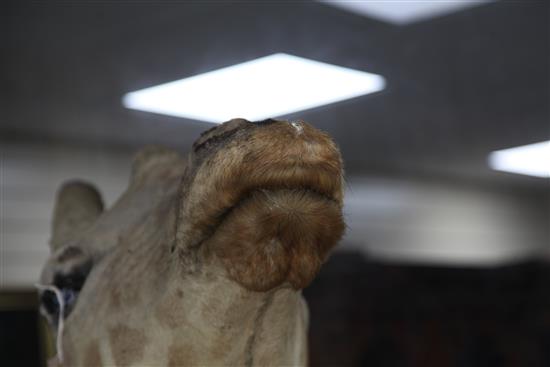 A taxidermied giraffe head and neck, fondly known as Humphry, length 6ft 3in.